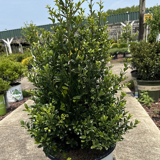 Ilex crenata Sky Box Proven Winners Japanese Holly | SiteOne US